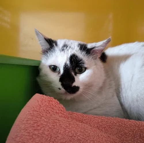 Bn, male mixed breed for adoption at APA63 Clermont-Ferrand, Clermont-Ferrand