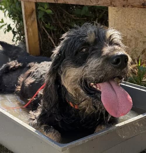 Yoshi, male mixed breed for adoption at APA63 Clermont-Ferrand, Clermont-Ferrand