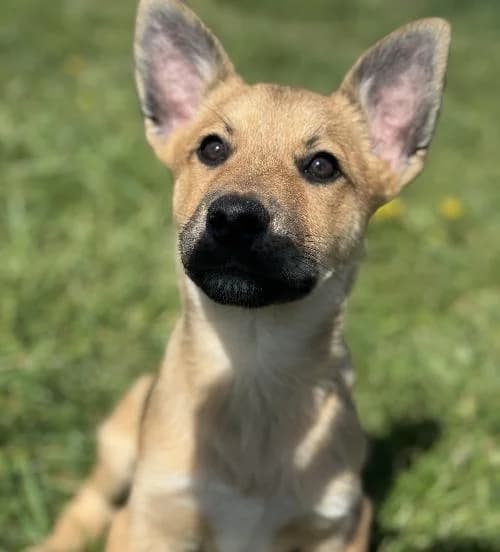 Lacrim, male mixed breed for adoption at APA63 Clermont-Ferrand, Clermont-Ferrand