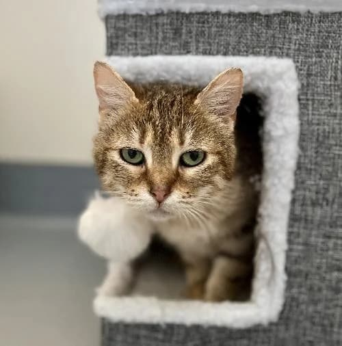 Romy, female 3yo mixed breed for adoption at APA63 Clermont-Ferrand, Clermont-Ferrand