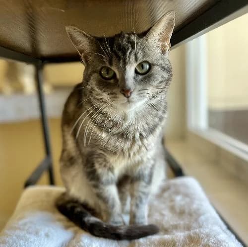 Zana, female mixed breed for adoption at APA63 Clermont-Ferrand, Clermont-Ferrand