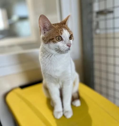 Ymir, female mixed breed for adoption at APA63 Clermont-Ferrand, Clermont-Ferrand