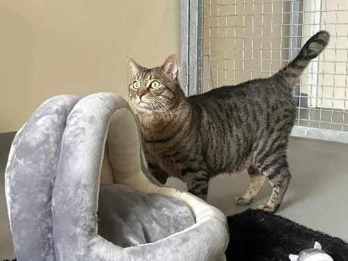 Simba, male senior mixed breed for adoption at APA63 Clermont-Ferrand, Clermont-Ferrand
