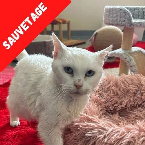 Blanchette, female senior mixed breed for adoption at APA63 Clermont-Ferrand, Clermont-Ferrand