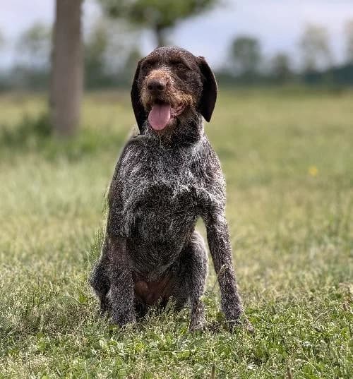 Max, male young mixed breed for adoption at APA63 Clermont-Ferrand, Clermont-Ferrand