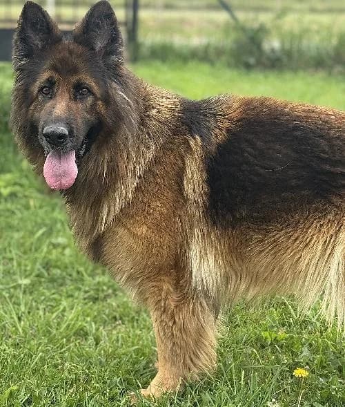 Isis, female 6yo German Shepherd for adoption at APA63 Clermont-Ferrand, Clermont-Ferrand