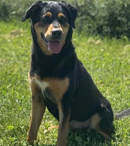 Gadji, female 7yo Labrador Retriever for adoption at APA63 Clermont-Ferrand, Clermont-Ferrand