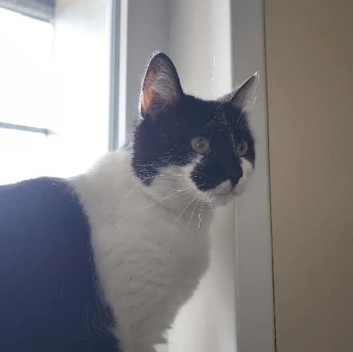 Betty Dite Crevette, female 7yo mixed breed for adoption at APA63 Clermont-Ferrand, Clermont-Ferrand