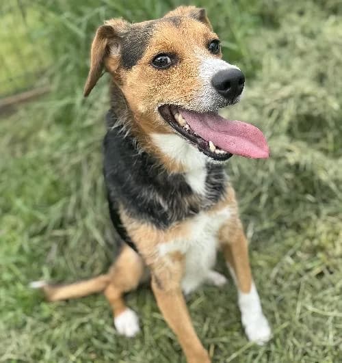 Tchoupi Dit Toto, male 7yo mixed breed for adoption at APA63 Clermont-Ferrand, Clermont-Ferrand