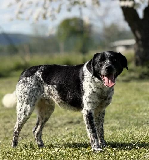 Pongo, male 6yo Labrador Retriever for adoption at APA63 Clermont-Ferrand, Clermont-Ferrand