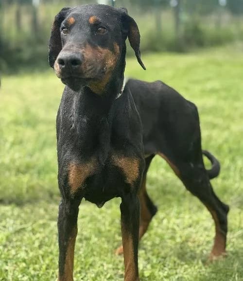 Themis, female 7yo Doberman for adoption at APA63 Clermont-Ferrand, Clermont-Ferrand