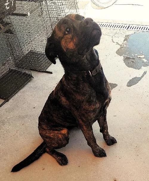Yena, female young Cane Corso for adoption at APA63 Clermont-Ferrand, Clermont-Ferrand