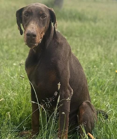 Thea, female 3yo Doberman for adoption at APA63 Clermont-Ferrand, Clermont-Ferrand