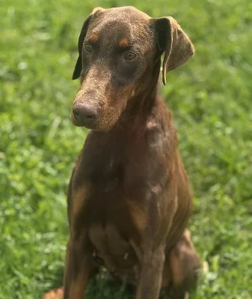 Valkyrie Du Royaume D Erebe Di, female young Doberman for adoption at APA63 Clermont-Ferrand, Clermont-Ferrand