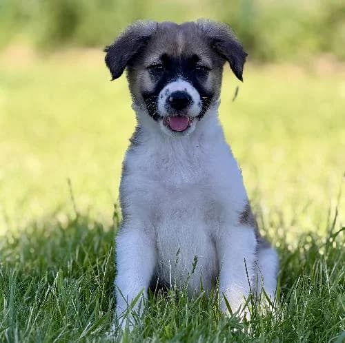 Eden, male puppy mixed breed for adoption at APA63 Clermont-Ferrand, Clermont-Ferrand