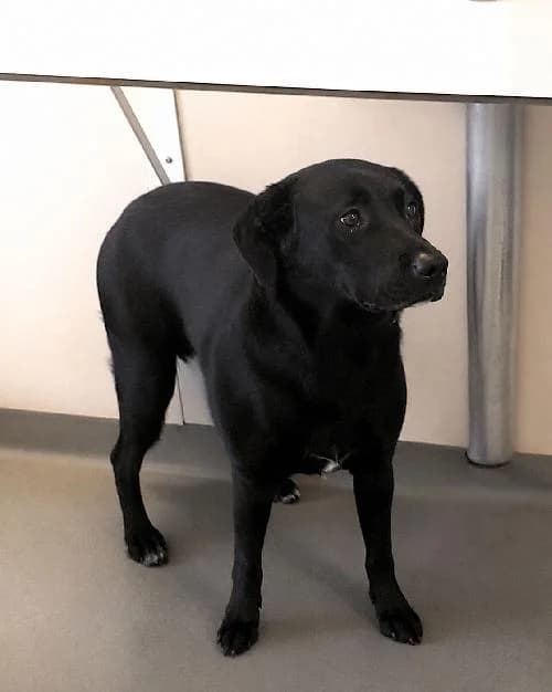 Tao, female 3yo Labrador Retriever for adoption at APA63 Clermont-Ferrand, Clermont-Ferrand