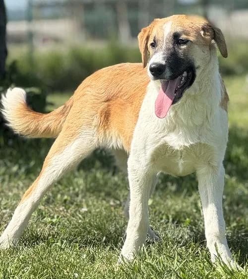 Hopper, male puppy Border Collie for adoption at APA63 Clermont-Ferrand, Clermont-Ferrand