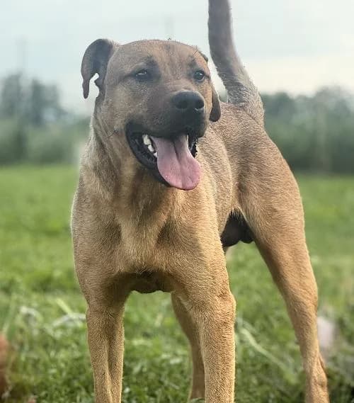 Shadow, male young Belgian Malinois for adoption at APA63 Clermont-Ferrand, Clermont-Ferrand