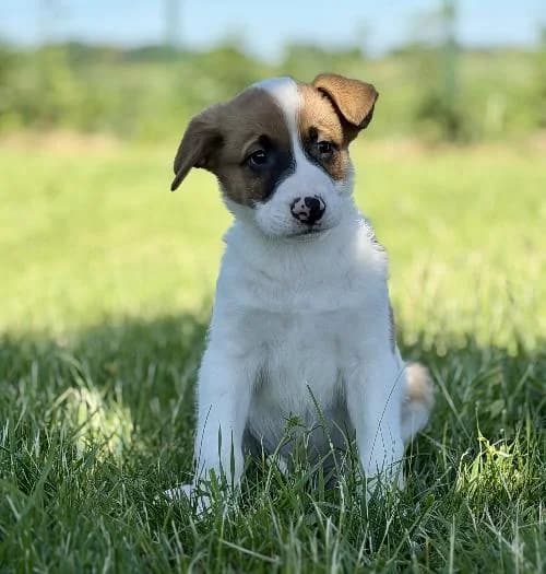 Atlas, male puppy mixed breed for adoption at APA63 Clermont-Ferrand, Clermont-Ferrand