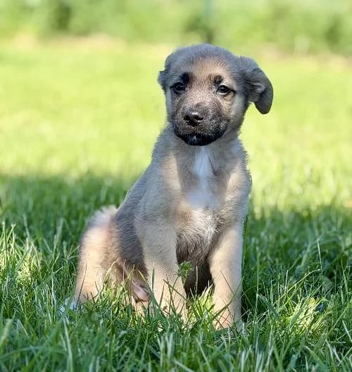 Cesar, male puppy mixed breed for adoption at APA63 Clermont-Ferrand, Clermont-Ferrand