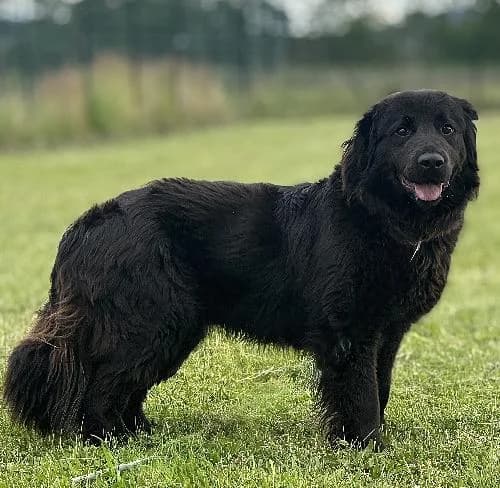 Kenai, male young mixed breed for adoption at APA63 Clermont-Ferrand, Clermont-Ferrand