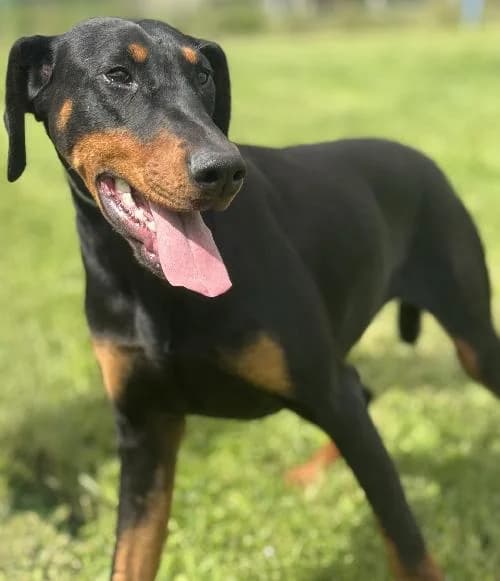 Anath, female young Doberman for adoption at APA63 Clermont-Ferrand, Clermont-Ferrand