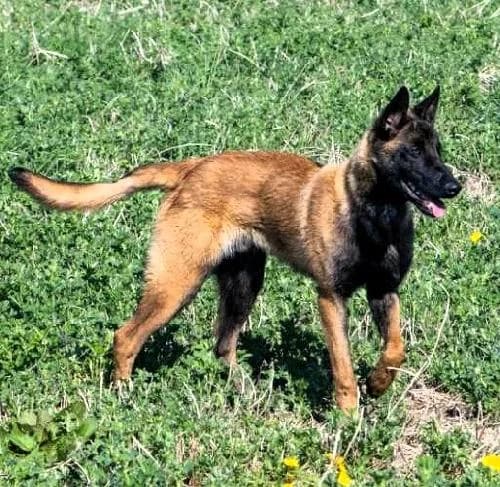 Kombo, male young Belgian Malinois for adoption at APA63 Clermont-Ferrand, Clermont-Ferrand