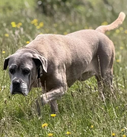 Neme, female senior Cane Corso for adoption at APA63 Clermont-Ferrand, Clermont-Ferrand