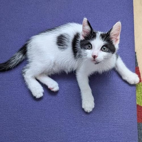 Flash, male puppy mixed breed for adoption at APA63 Clermont-Ferrand, Clermont-Ferrand