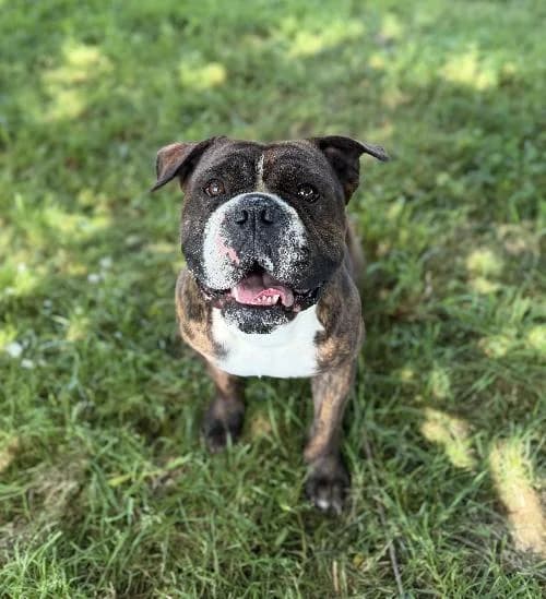 Teken Dit Marcus, male 4yo English Bulldog for adoption at APA63 Clermont-Ferrand, Clermont-Ferrand