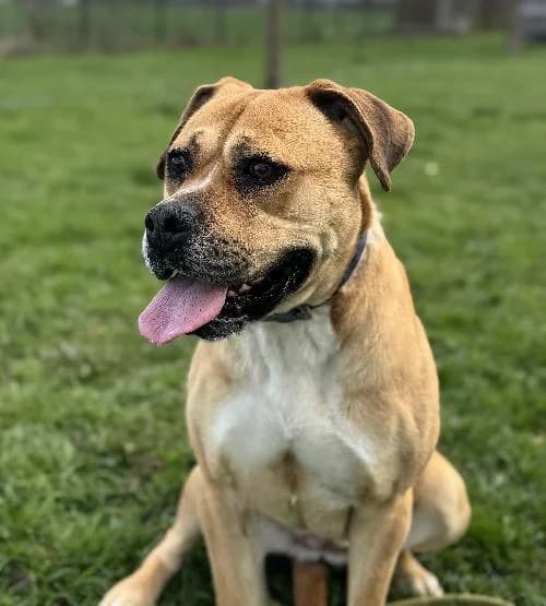 Olya, female 3yo Labrador Retriever for adoption at APA63 Clermont-Ferrand, Clermont-Ferrand