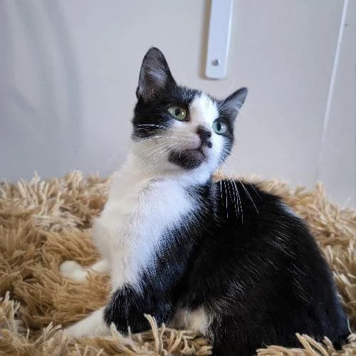 Xara, female mixed breed for adoption at APA63 Clermont-Ferrand, Clermont-Ferrand