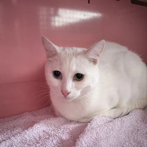Olaf, male young mixed breed for adoption at APA63 Clermont-Ferrand, Clermont-Ferrand
