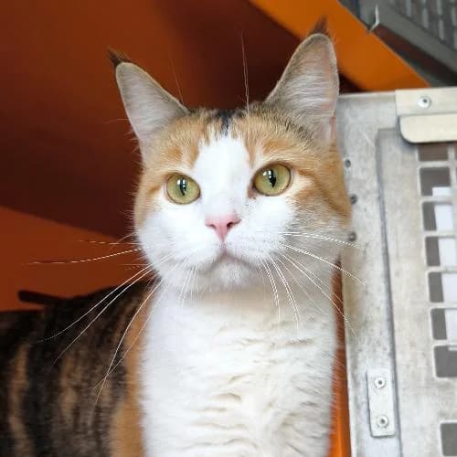 Paquita, female young mixed breed for adoption at APA63 Clermont-Ferrand, Clermont-Ferrand