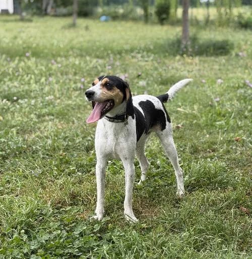 Tempete Dit Oreo, male young mixed breed for adoption at APA63 Clermont-Ferrand, Clermont-Ferrand