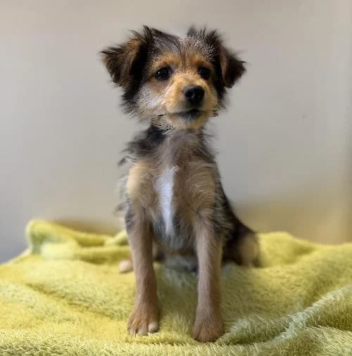 Nemo, male puppy mixed breed for adoption at APA63 Clermont-Ferrand, Clermont-Ferrand