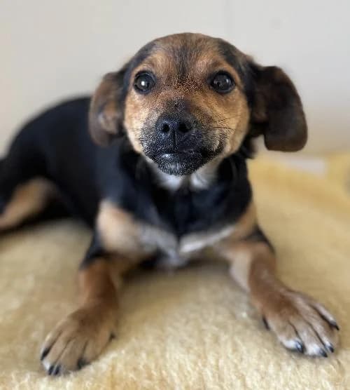 Caramel, female puppy mixed breed for adoption at APA63 Clermont-Ferrand, Clermont-Ferrand