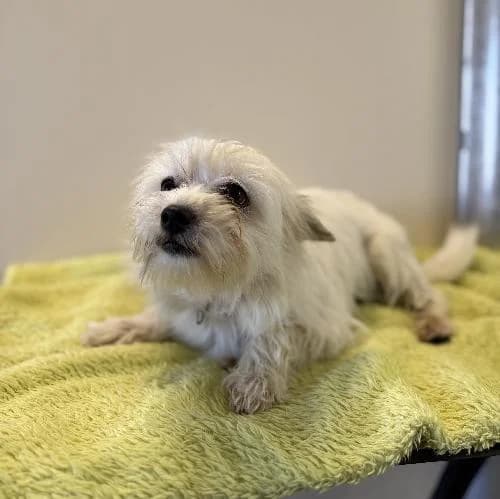 Blanche, female young Cairn Terrier for adoption at APA63 Clermont-Ferrand, Clermont-Ferrand