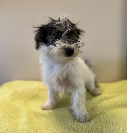 Nounours, male puppy mixed breed for adoption at APA63 Clermont-Ferrand, Clermont-Ferrand
