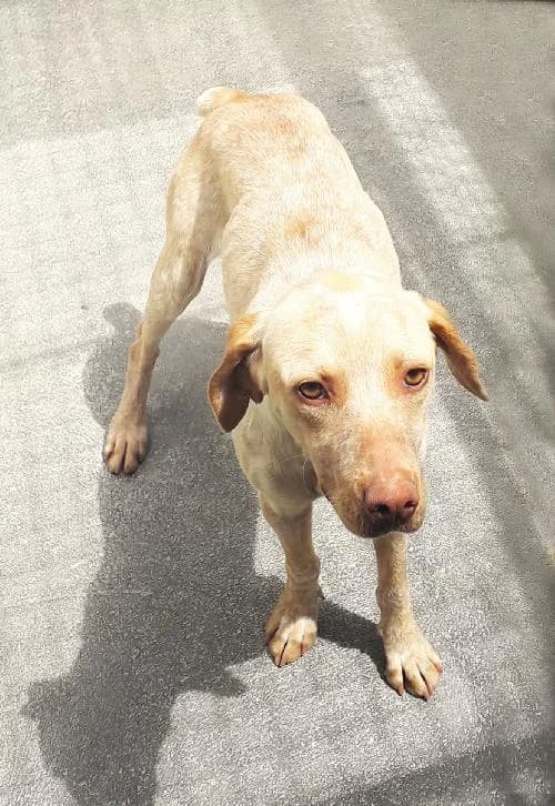 Kali, female young German Shorthaired Pointer for adoption at APA63 Clermont-Ferrand, Clermont-Ferrand
