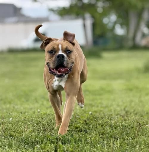 Loupy, male 3yo mixed breed for adoption at APA63 Clermont-Ferrand, Clermont-Ferrand
