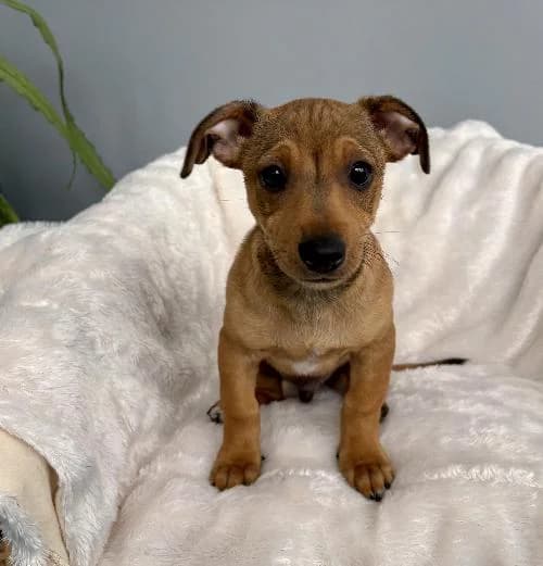 Otis, male puppy mixed breed for adoption at APA63 Clermont-Ferrand, Clermont-Ferrand