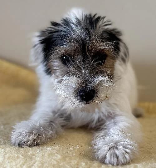 Audi, male puppy mixed breed for adoption at APA63 Clermont-Ferrand, Clermont-Ferrand