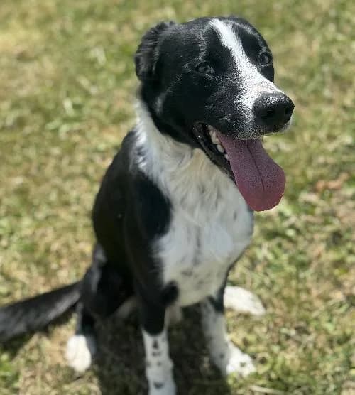 Sunny, male young Border Collie for adoption at APA63 Clermont-Ferrand, Clermont-Ferrand