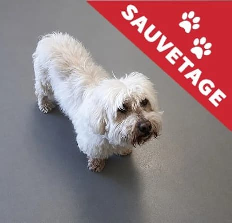 Hibou Dit Hector, male senior mixed breed for adoption at APA63 Clermont-Ferrand, Clermont-Ferrand