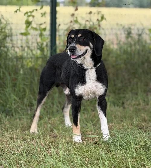 Ulysse, male young mixed breed for adoption at APA63 Clermont-Ferrand, Clermont-Ferrand