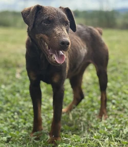 Moka, male young mixed breed for adoption at APA63 Clermont-Ferrand, Clermont-Ferrand
