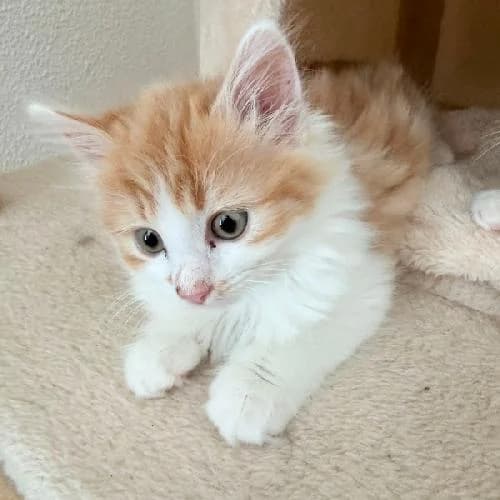 Ambre, female mixed breed for adoption at APA63 Clermont-Ferrand, Clermont-Ferrand