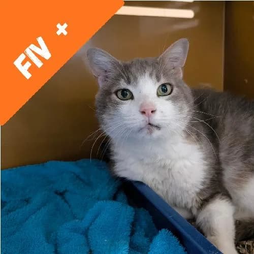 Tinou, male senior mixed breed for adoption at APA63 Clermont-Ferrand, Clermont-Ferrand