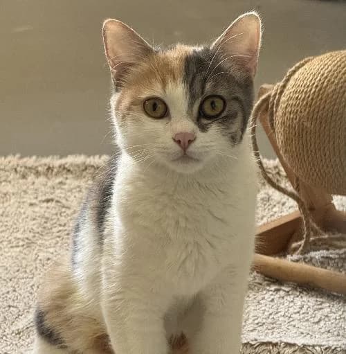 Esme, female young mixed breed for adoption at APA63 Clermont-Ferrand, Clermont-Ferrand